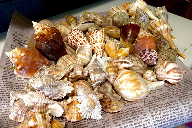Private Shelling and Dolphin Excursion - Should you book it? My take