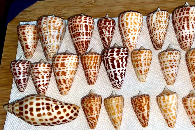 Private Shelling and Dolphin Excursion - What to expect during the ride: dolphins, shells, and wildlife