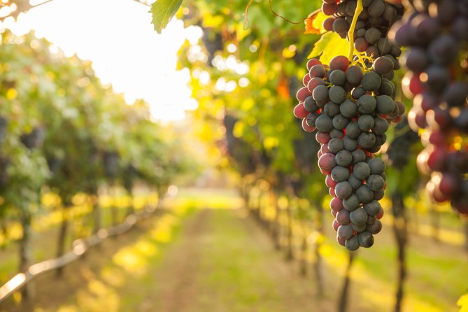 Private Tour: Pompeii & Wine Tasting at the Slopes of Mt Vesuvius - Pompeii + wine: why this combination works