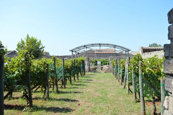 Private Tour: Pompeii & Wine Tasting at the Slopes of Mt Vesuvius - The wines you’ll taste (and what to look for)
