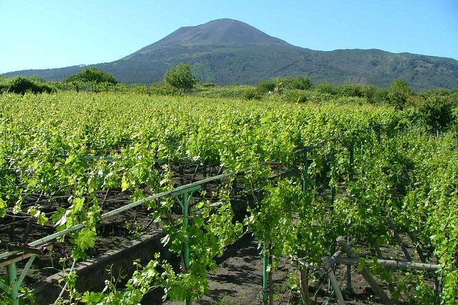 Private Tour: Pompeii & Wine Tasting at the Slopes of Mt Vesuvius - Price and value: is $564.33 per person fair?