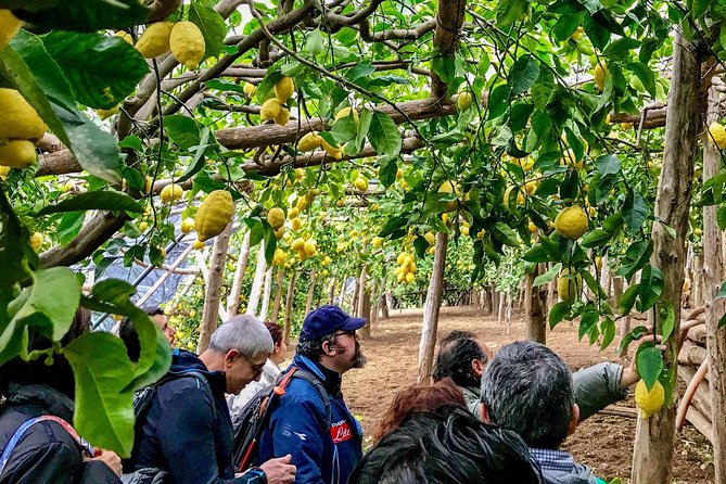 Private Tour: The Path of the Lemons - Quick hits: what makes this tour special