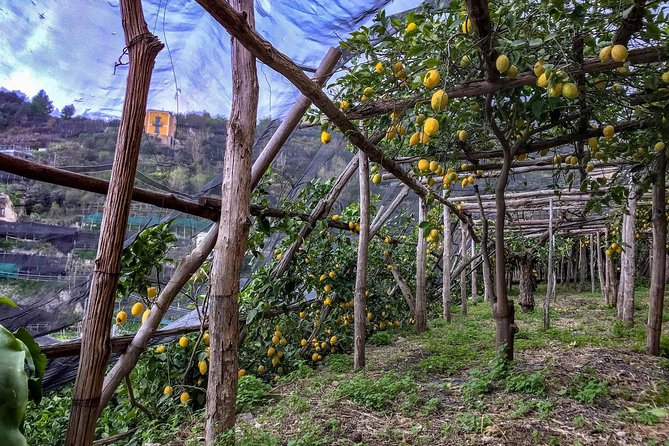 Private Tour: The Path of the Lemons - Stop 2: Spiaggia di Minori for a short coastal reset