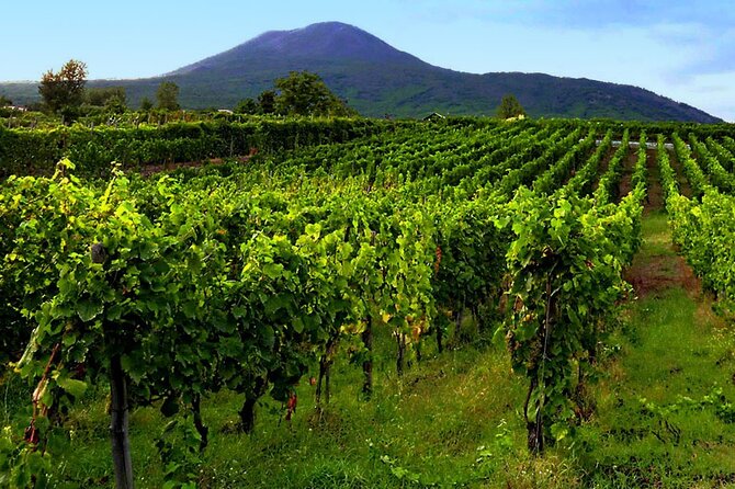 Private Wine Tour,lunch,8 wines, dedicated sommelier and trasport - The 79 AD eruption connection: volcanic terroir in plain language
