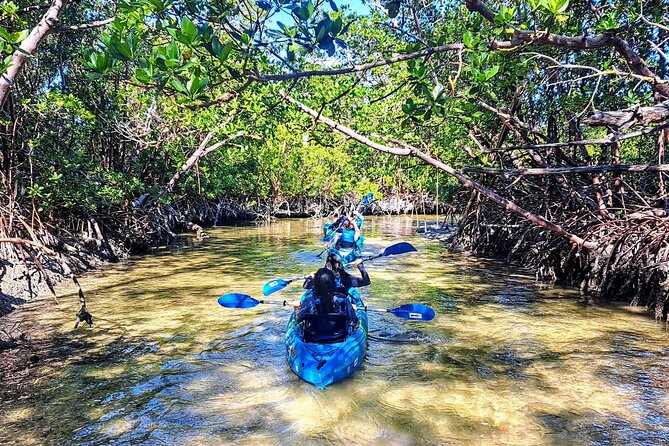 Rookery Bay Kayak Adventure – Mangroves, Wildlife & Photos - Why Rookery Bay mangroves are worth your time in Naples