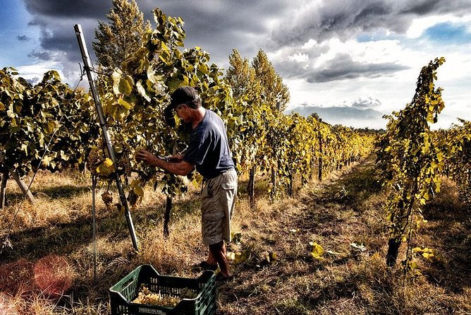 Scenic Wine Tasting & Lunch on the Slopes of Vesuvius from Naples - Quick hits before you go
