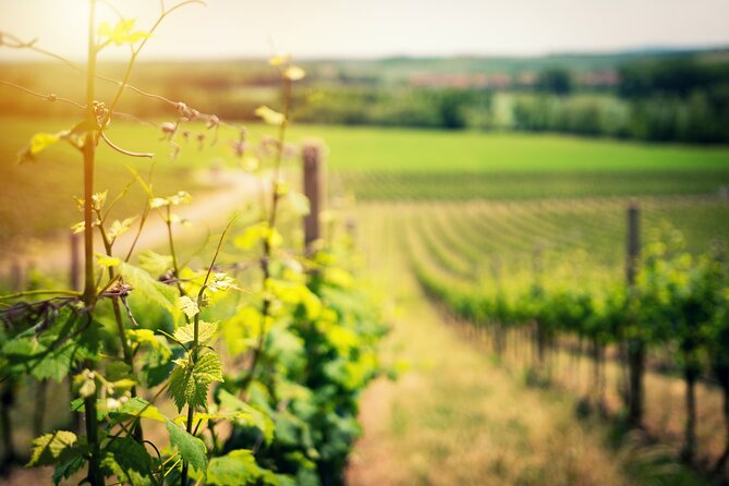 Scenic Wine Tasting & Lunch on the Slopes of Vesuvius from Naples - Vineyard walk on volcanic slopes: what you learn (and why it’s useful)