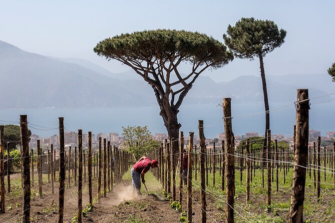 Scenic Wine Tasting & Lunch on the Slopes of Vesuvius from Naples - Lunch on the slopes: what’s on the plate and how it’s paired