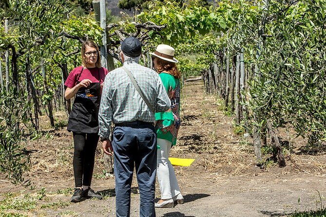 Scenic Wine Tasting & Lunch on the Slopes of Vesuvius from Naples - Pacing, pick-ups, and the “one vineyard” expectation