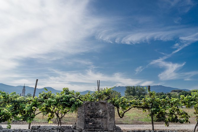 Seafood Lunch & Wine Tasting with Scenic Golf Cart Tour - Golf cart tour at Bosco de’ Medici Winery: vineyard first, history built in