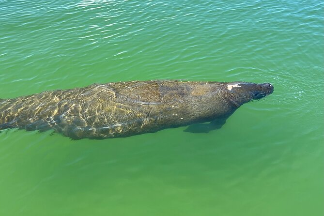 Self Guided EcoTour: Clear/Standard Kayaks -Bonita Springs - Mangroves, Dolphins, and Manatees: Realistic Wildlife Expectations