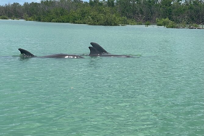 Self Guided EcoTour: Clear/Standard Kayaks -Bonita Springs - Family and Beginner-Friendly Paddling (Without Feeling Like a Class)