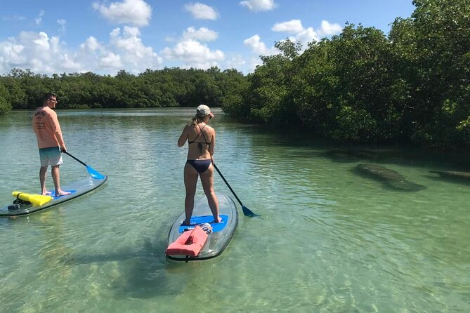 Self-Guided Island Tour: CLEAR/Standard Kayak, SUP-Bonita Springs - Choosing CLEAR vs Standard Kayaks: what actually changes