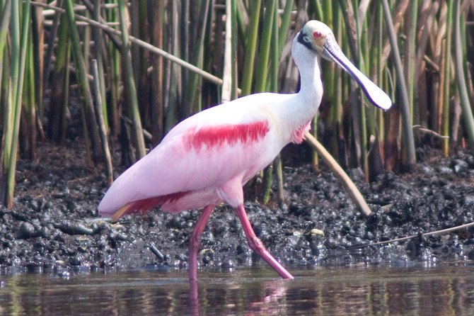 Small Group Boat, Kayak and Walking Guided Eco Tour Everglades - Stop before the wild stuff: a quick orientation at Everglades Area Tours
