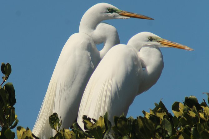 Small Group Boat, Kayak and Walking Guided Eco Tour Everglades - The boat ride through the remote Everglades edge (Chokoloskee and beyond)