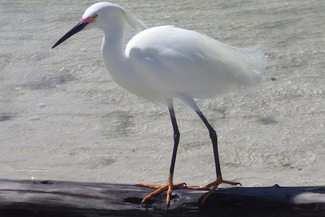 Small Group Boat, Kayak and Walking Guided Eco Tour Everglades - The beach walk: where you learn to read the shoreline