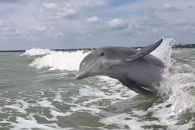 Small Group Motorboat Eco Tour of the Everglades - Wildlife time: dolphins, birds, turtles, and photo opportunities