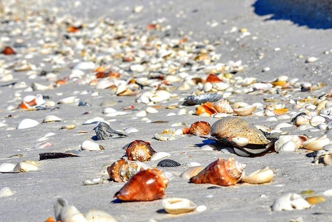Sunset Private Boat Trip in Naples FL with Secluded Island Stop with your Dog - Mangroves and wildlife: what to watch for on the cruise