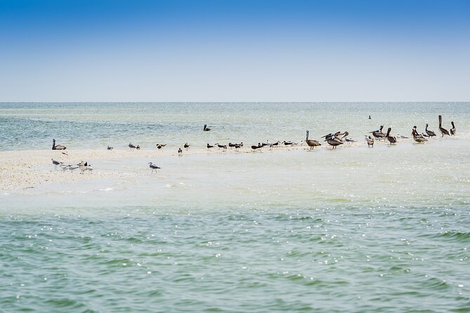 Ten Thousand Island Jet Ski Eco Tour - Marco Island - Wildlife reality check: dolphins are the goal, other sightings depend on conditions