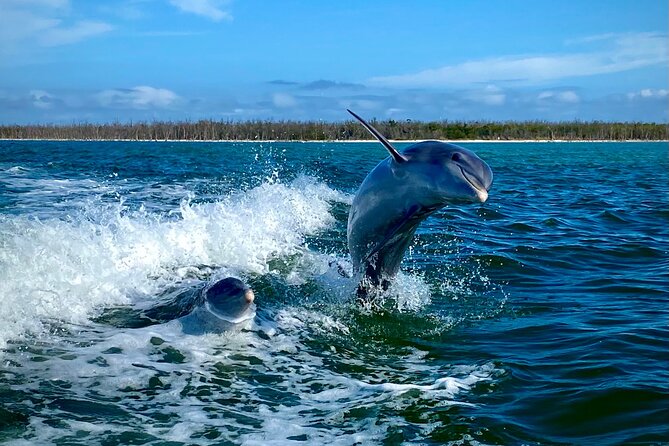 Ten Thousand Islands Eco/Dolphin Tour - Ten Thousand Islands: More Than a Dolphin Boat Ride