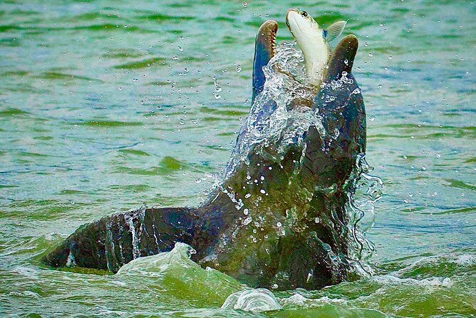 Ten Thousand Islands Eco/Dolphin Tour - Meeting at 750 Palm Point Dr and Settling Into the 3-Hour Pace