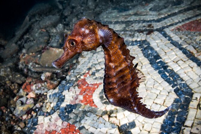 Try Scuba Diving and Underwater Roman Ruins in Baia from Naples - Key highlights in plain terms