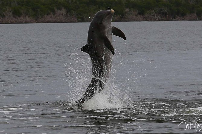 Two-Hour Everglades Dolphin, Manatee and Birding Boat Tour - What you can expect to see: dolphins, manatees, sea turtles, and birds by season