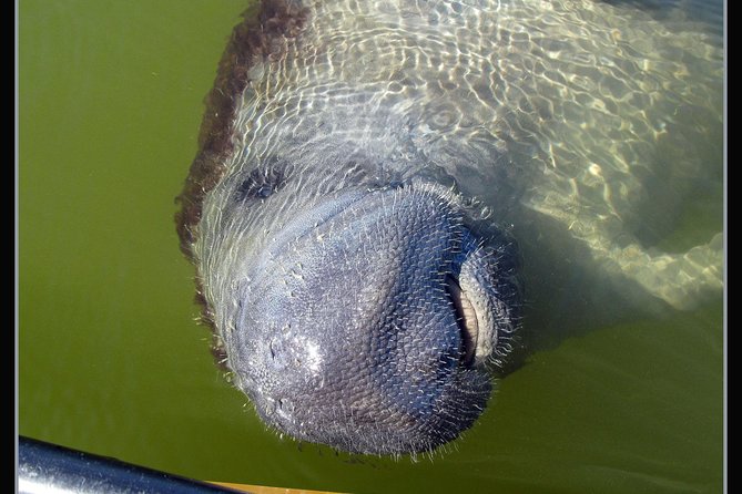 Two-Hour Everglades Dolphin, Manatee and Birding Boat Tour - The guides matter: Captain Don, Dan, Ray, and Captain Matt
