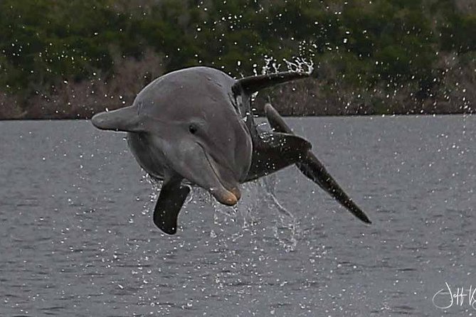 Two-Hour Everglades Dolphin, Manatee and Birding Boat Tour - Price and value: is $109.95 worth two hours?