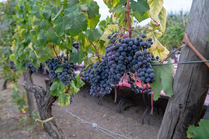 Vesuvius Wine Tasting Experience with Lunch Included - Lunch that actually tastes local: Piennolo tomatoes take center stage