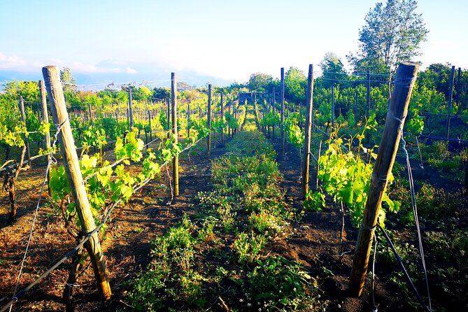 Visit 2 wine producers with tasting and transportation included - Key highlights to know before you go