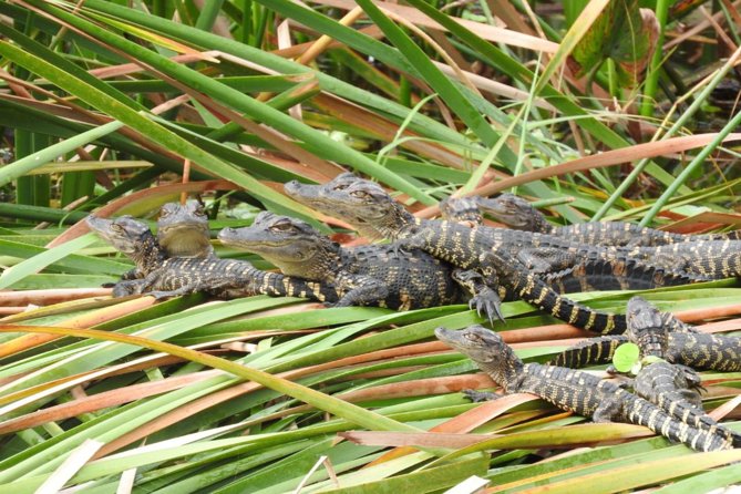 Western Everglades Adventure Tour - Key reasons this Everglades adventure is so popular