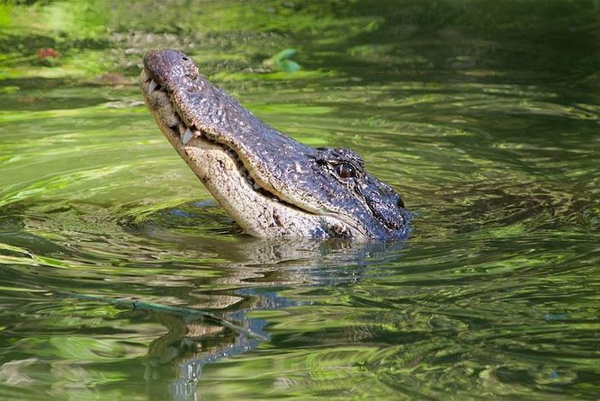Western Everglades Adventure Tour - The airboat ride details that make or break the experience