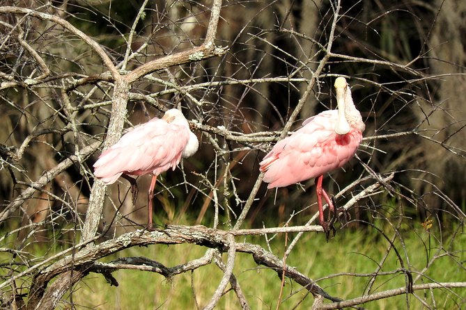 Western Everglades Adventure Tour - Marsh trail expectations: how to get value from the walking portion