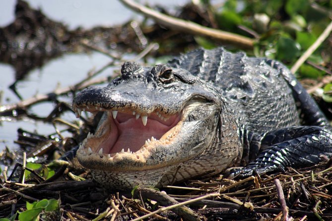 Western Everglades Adventure Tour - What you should wear and pack for an easy, comfortable morning