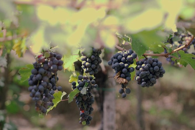 Wine Tasting and Tour Lacryma Christi Vesuvio - How the 2 hours actually feel: a tight schedule, done right
