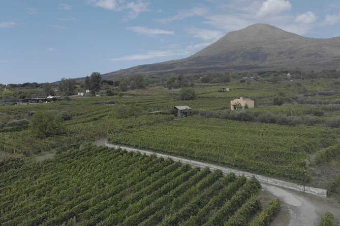 Wine Tasting and Tour Lacryma Christi Vesuvio - Who this tour is best for (and who should consider alternatives)