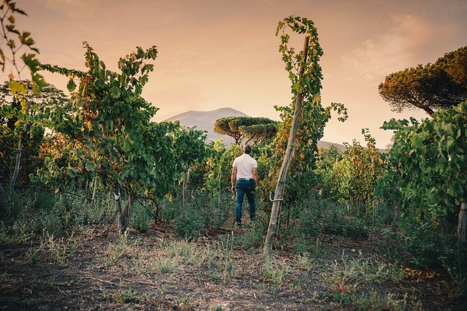 Wine Tasting and Winery Tour in Vesuvio National Park with Lunch - Volcanic Terroir You Can Actually Taste in Trecase