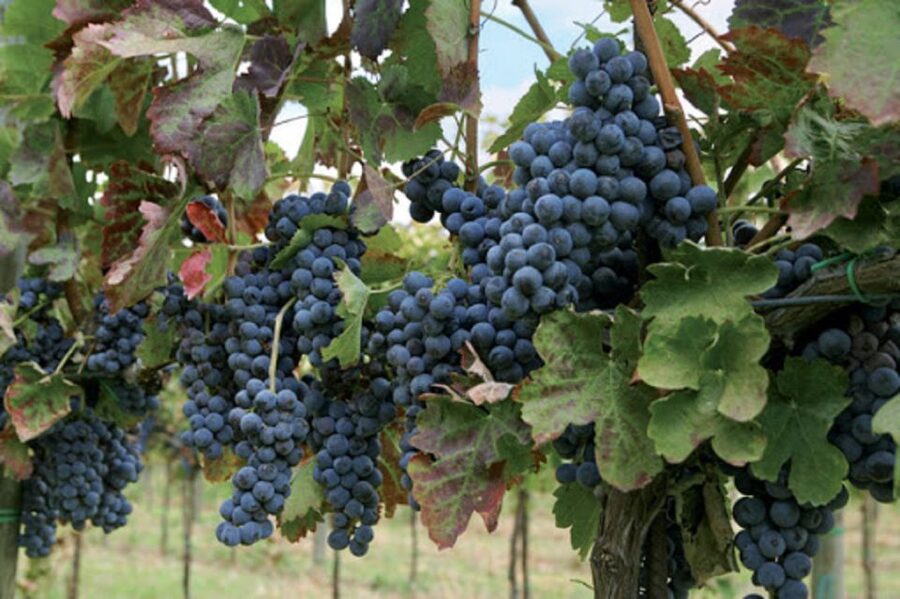 Wine Tasting Experience on the slopes of Vesuvius - Key things you will notice on this Vesuvius wine tour