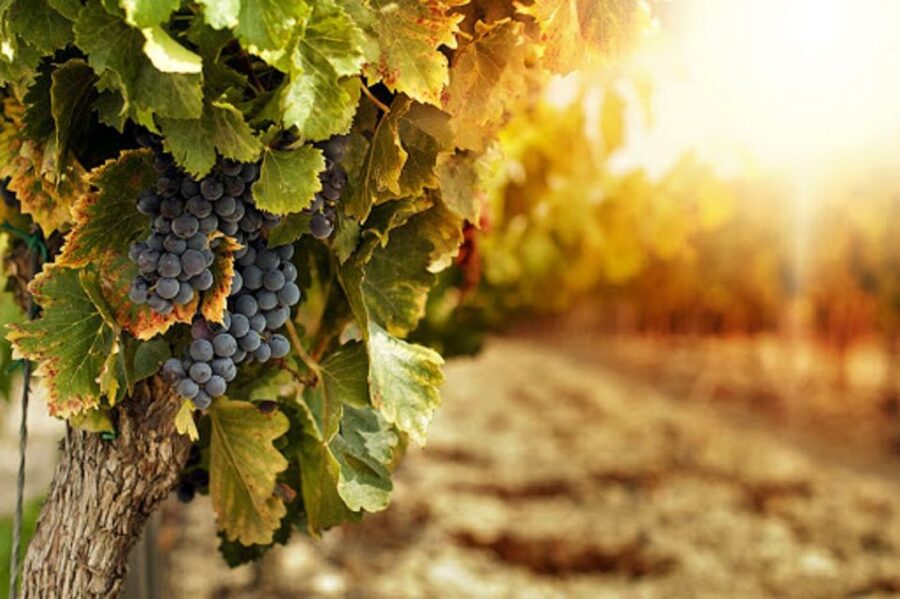 Wine Tasting Experience on the slopes of Vesuvius - From Naples to the slopes: comfort and timing that keep it enjoyable