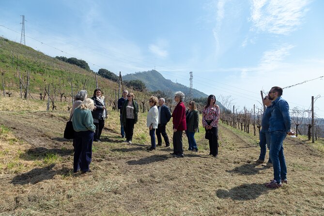 Wine Tasting in Campi Flegrei from Naples - Campi Flegrei Wine Tasting: What You’re Really Doing (and Why It Works)