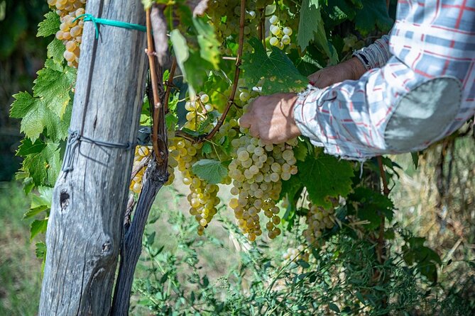 Wine Tasting in Campi Flegrei from Naples - How Long It Really Takes (and the Pace You Can Expect)
