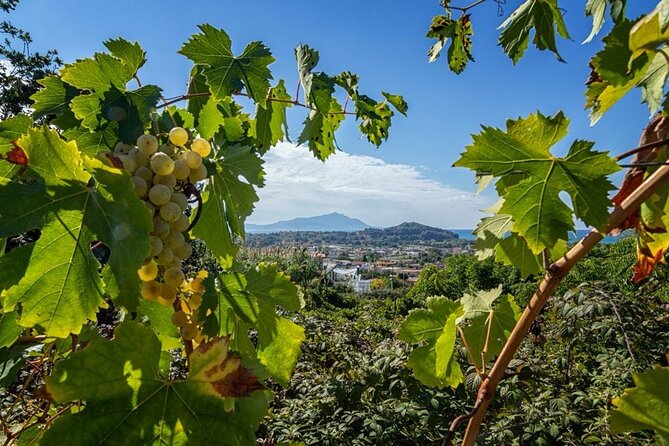 Wine Tasting in Campi Flegrei from Naples - Small Group Size: A Better Way to Ask Questions
