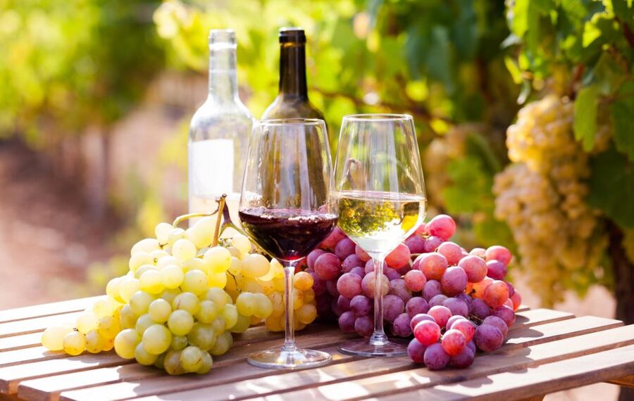 Wine tasting in the Vesuvius National Park - Vineyard walk on Vesuvius: tasting starts with views