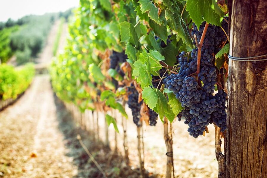 Wine tasting in the Vesuvius National Park - Who this Vesuvius wine experience fits best