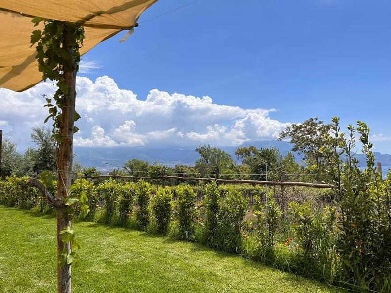 Wine Tasting on Mt. Vesuvius - Should You Book This Mt. Vesuvius Wine Tasting Tour?