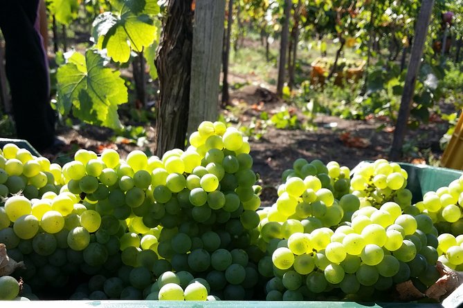 Wine Tour and Lunch with Winetasting and Vineyard Visit - Key Highlights Worth Planning For