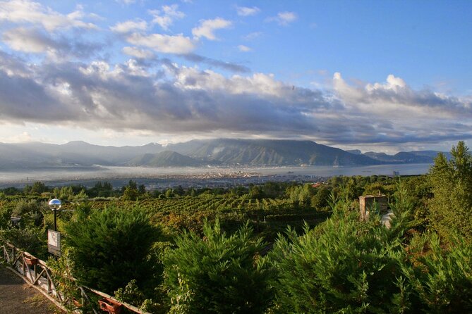 Wine Tour and Lunch with Winetasting and Vineyard Visit - Lunch Paired With Local Wines: The Exact Menu