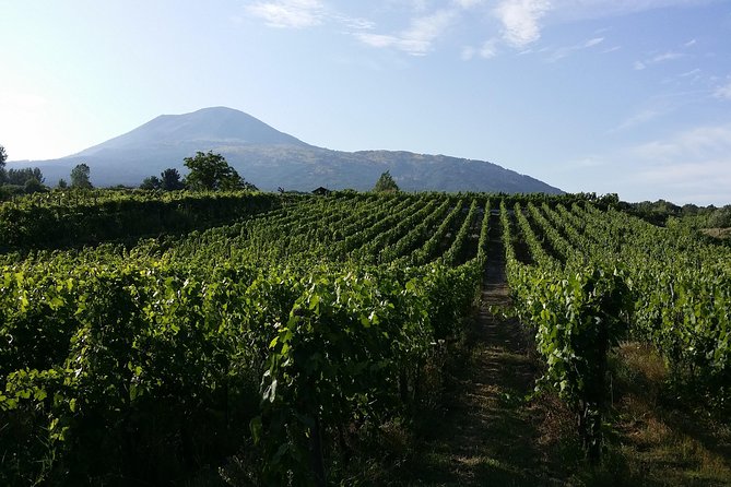 Wine Tour and Lunch with Winetasting and Vineyard Visit - How the Timing Works Over the ~4 Hours