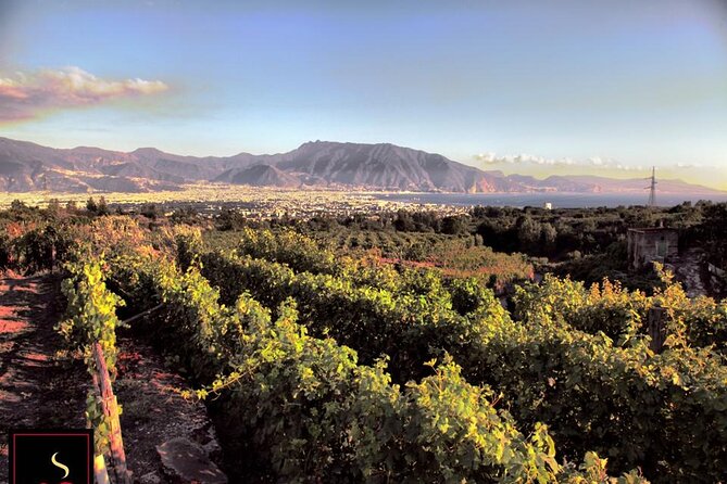 Wine Tour and Lunch with Winetasting and Vineyard Visit - Pickup From Naples and Cruise Ports, Without the Headache